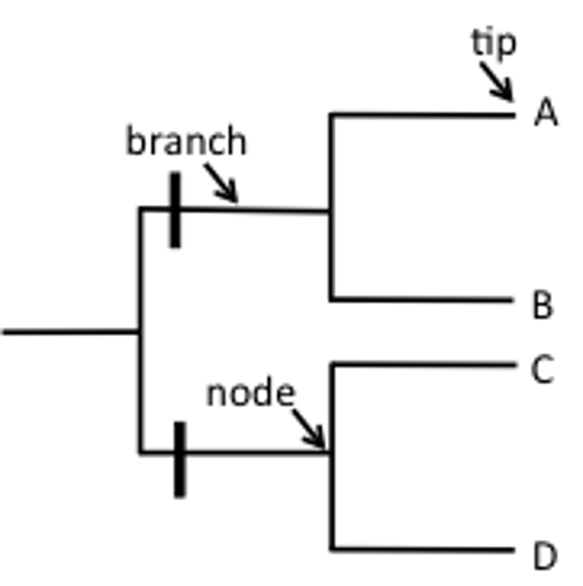 <p>represents the common ancestor of the species or group of species that branch from it; a branch point in a phylogenetic tree</p>