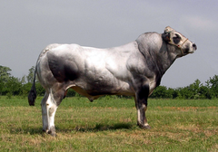 -Originates in ITALY, introduced to US around 1979
-White to light grey with black horns, hooves, eyes, ears, mouth and tail, medium size
-Carcass quality, early maturing, low fat beef
-The myostatin gene is naturally mutated which allows unrestricted muscle development or double muscling