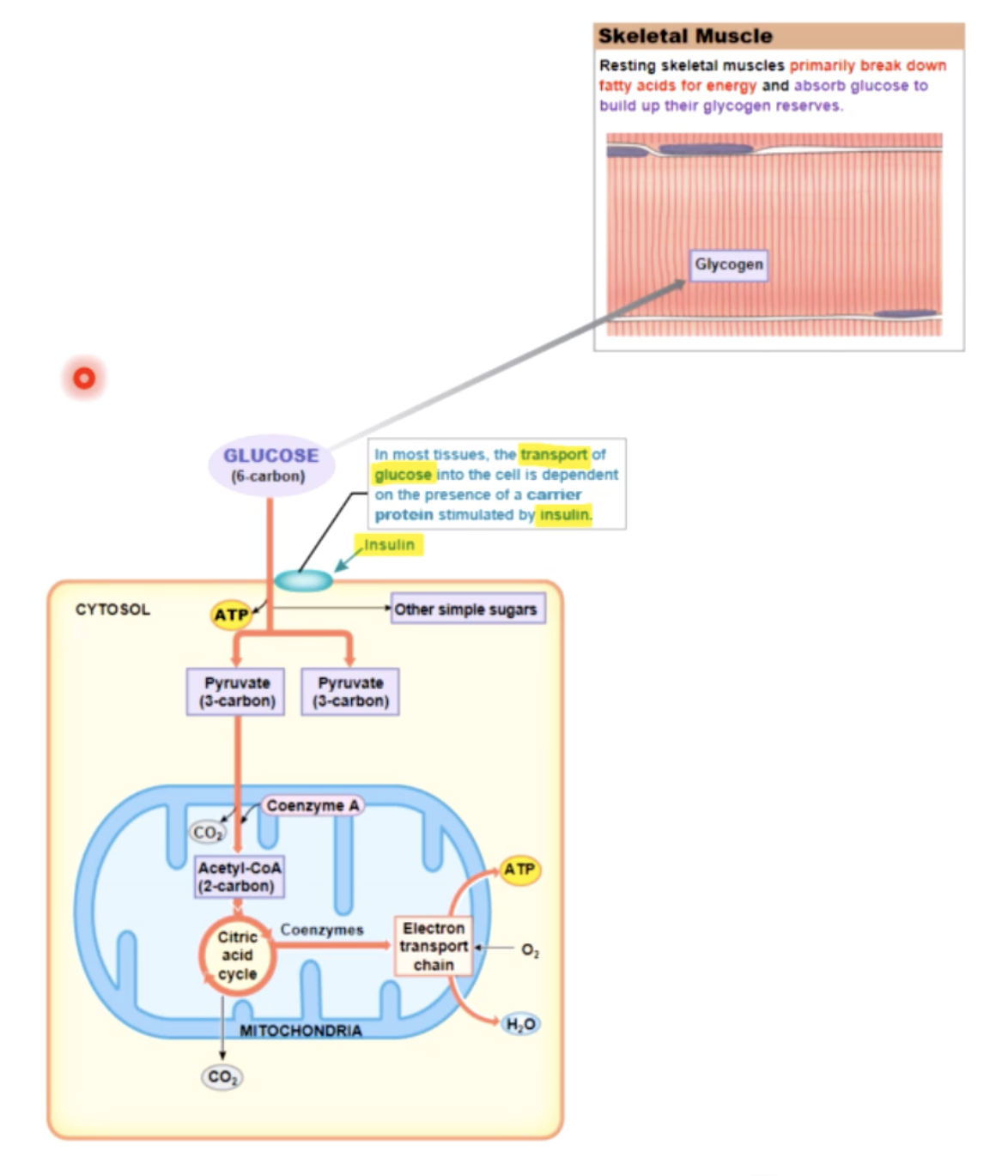 knowt flashcard image