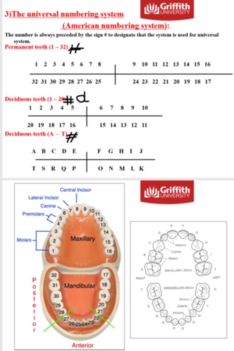 <p>find!</p><p>upper right central incisor D</p><p>upper left second molar P</p><p>lower left third molar P</p><p>lower right first molar D</p><p>REMEMBER THE HASHTAGGGG</p>