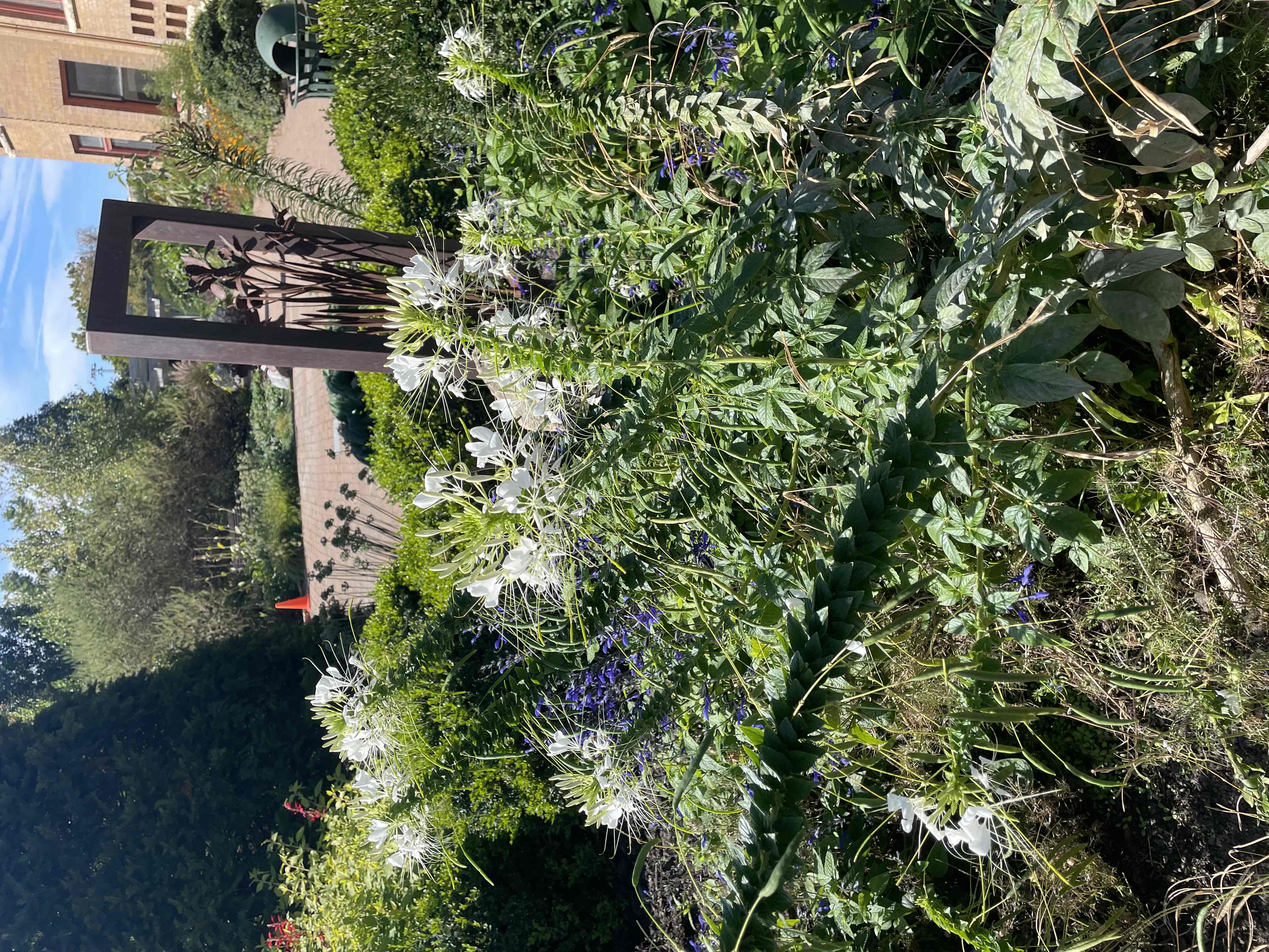 <p>Cleome houtteana</p>