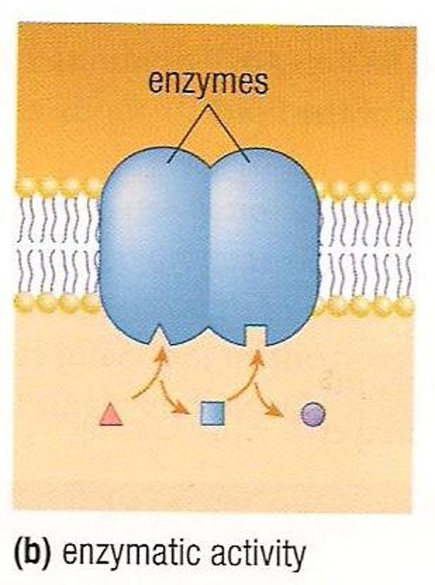 <p>The function of membrane proteins that help with cellular respiration/photosynthesis, such as ATP Synthase used to create ATP.</p>