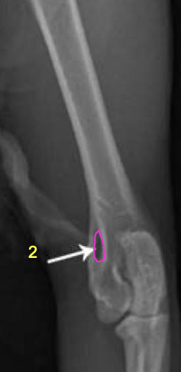 <p>what is the pink circling?</p>