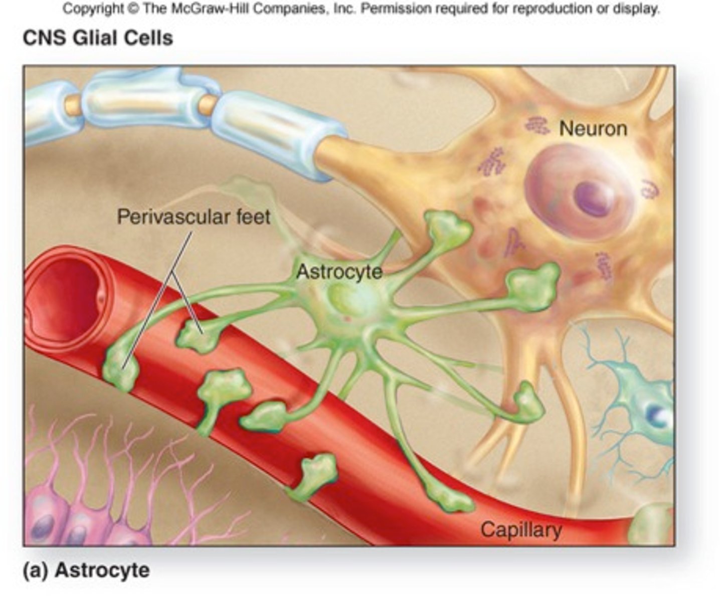 <p>help form blood brain barrier</p>
