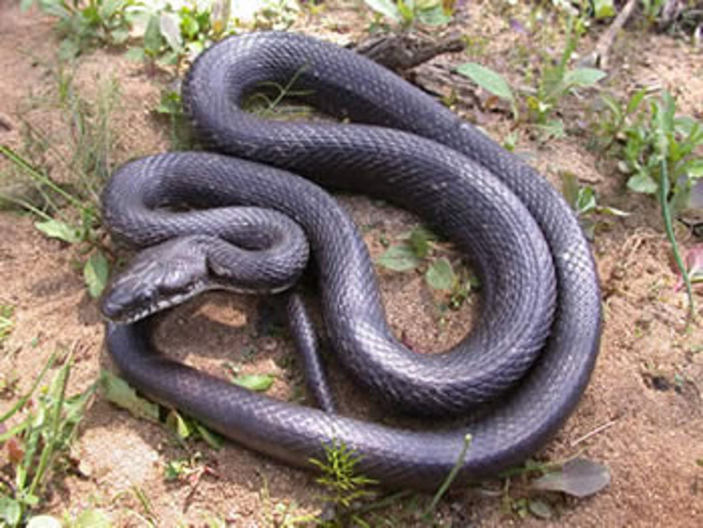 <p>Pantherophis obsoletus</p>