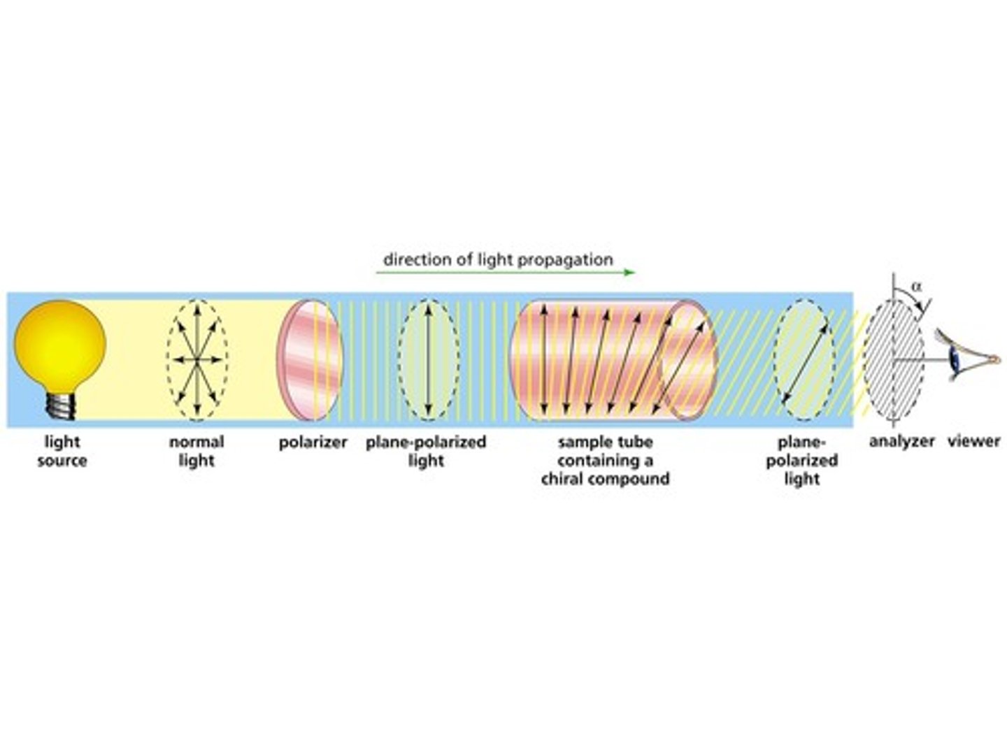 <p>The scientist will rotate the analyzer until she observes light coming through the analyzer. At this point, the scientist would measure the degree to which the scientist rotated the analyzer.</p>