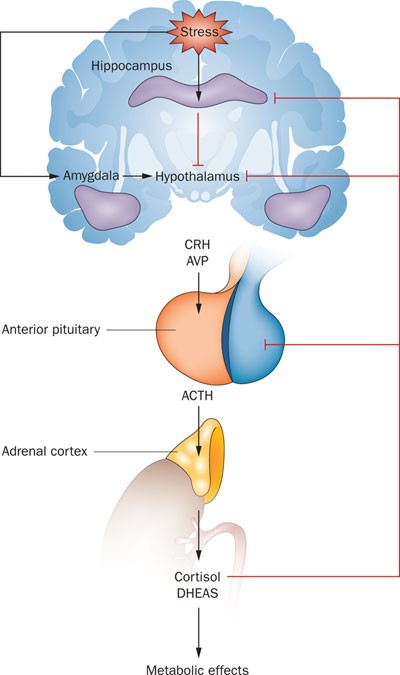 <p>Hypothalamus-Pituitary-Adrenal Axis</p>