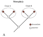 <p>What is a monophyletic group?</p>