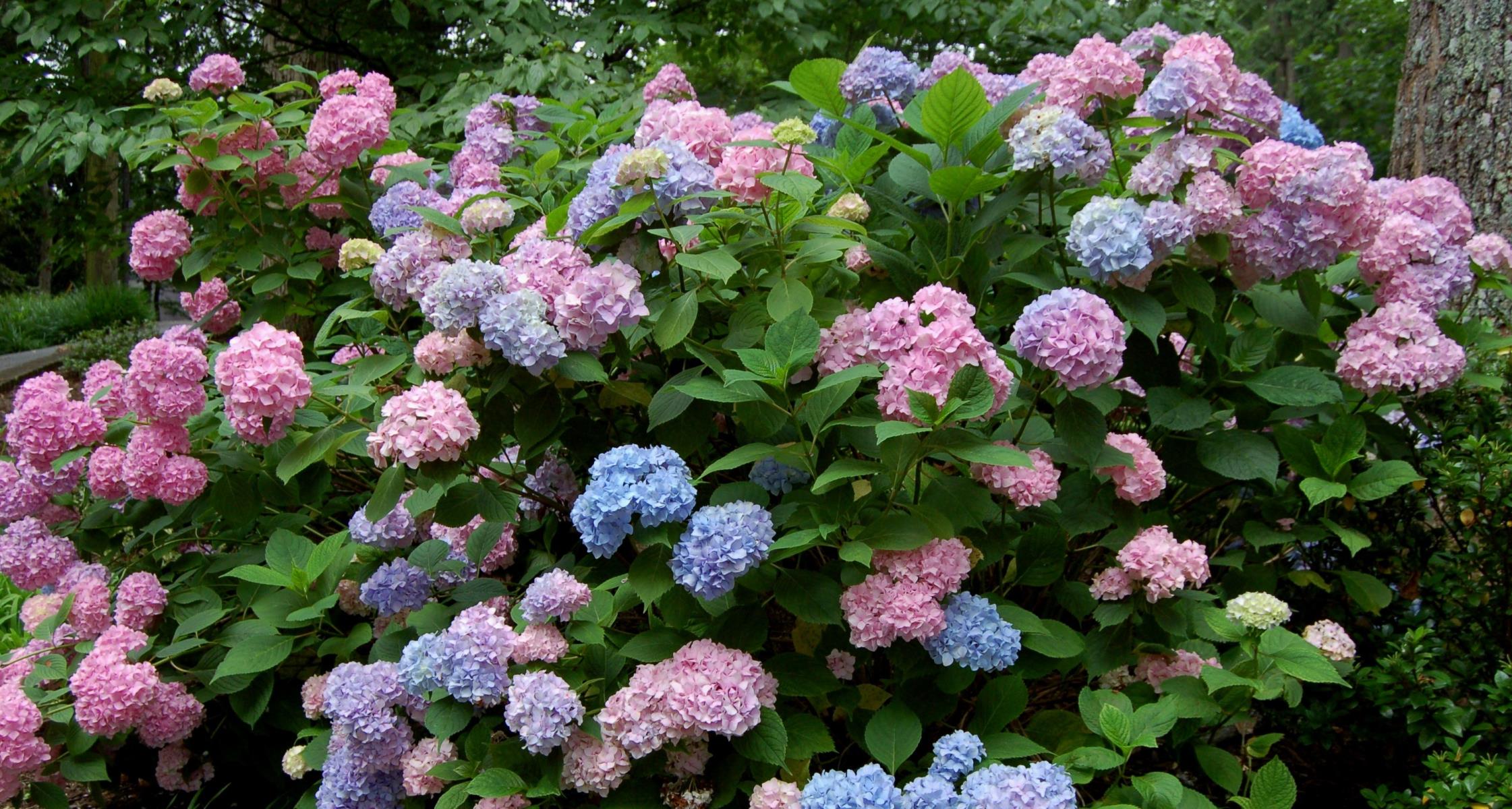 <p>What plant is this?</p>