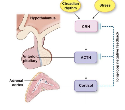 <ul><li><p>stimulates synthesis and secretion of <strong>cortisol</strong> by the <strong>adrenal cortex</strong></p></li><li><p>release is stimulated by the corticotropin releasing hormone (CRH) from hypothalamus <strong>(no IH)</strong></p></li><li><p>controlled by negative feedback</p></li></ul><p></p>
