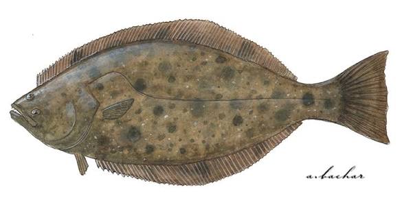 <p>What shape is the dorsal fin?</p>