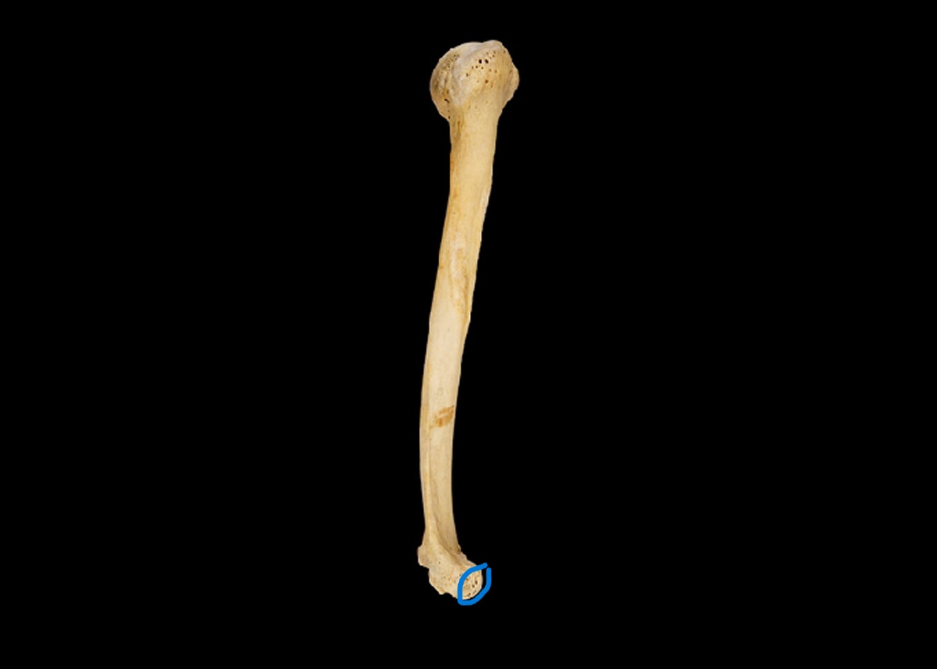 <p>Humerus, lateral view, right side</p>