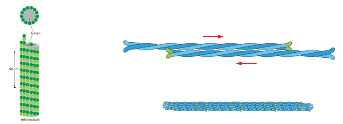<p>microtubules: small globular proteins. multiple contacts.<strong>&nbsp;<u>very stiff</u></strong></p><p>int filaments: elongated proteins. fewer contacts.<strong><u> very flexible</u></strong></p>