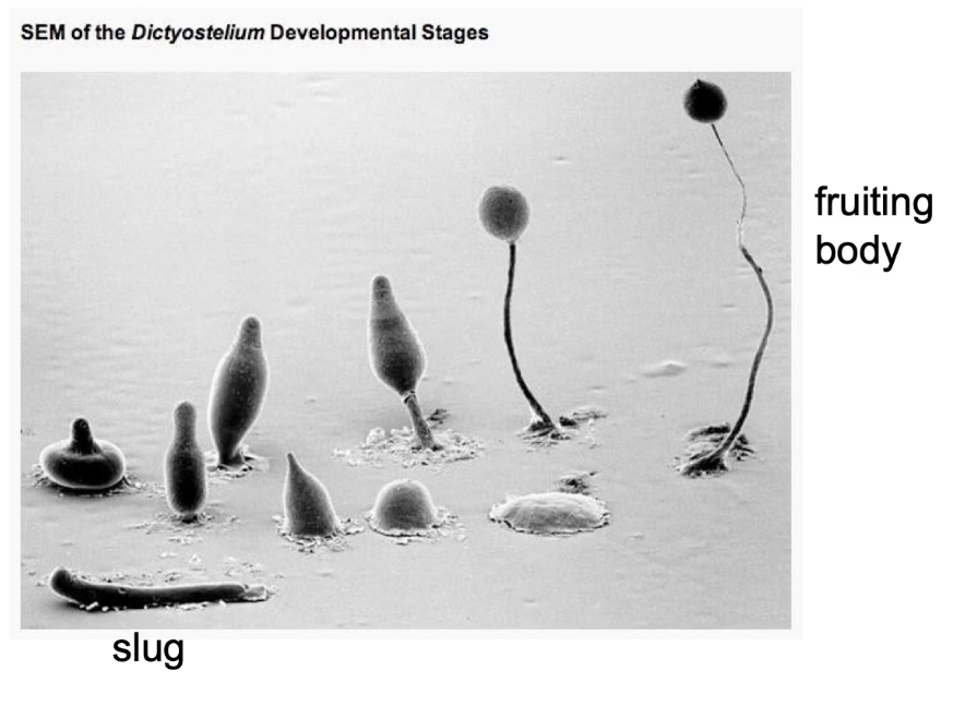 <ul><li><p>Eukaryotic slime mold with both unicellular and multicellular stages</p></li><li><p>Transitions:</p><ul><li><p>From single amoebae to multicellular slug</p></li><li><p>Then to a fruiting body</p></li></ul></li><li><p>During food scarcity:</p><ul><li><p>Cells aggregate to form a slug</p></li><li><p>Slug migrates toward heat, light, and humidity to find food</p></li><li><p>Differentiates into:</p><ul><li><p>Anterior → <strong>prestalk cells</strong></p></li><li><p>Posterior → <strong>prespore cells</strong></p></li></ul></li></ul></li><li><p>In suitable environment:</p><ul><li><p>Anterior forms stalk</p></li><li><p>Posterior forms spores of the fruiting body (~2 mm tall)</p></li></ul></li></ul><p></p>
