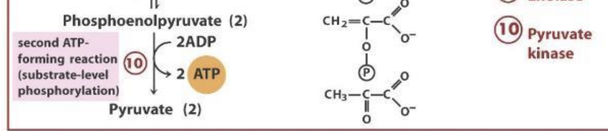 <p>Pyruvate kinase: takes the phosphate off PEP and phosphorylates ADP to ATP</p><p>-LAST irreversible step</p><p>-Phosphorylation of nucleotide (NOT protein) </p><p>-REMINDER: 2 rxns/1 glucose (2 pyruvates, 2ADP→2 ATP)</p>