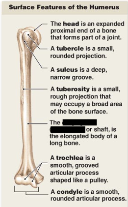 <p>this is the main surface features of the humerus, what is this?</p>