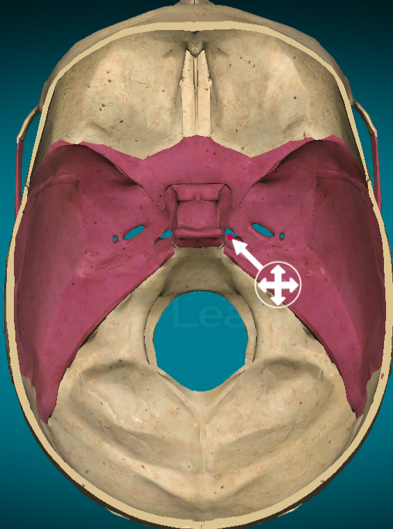 <p>Foramen rotundum</p>