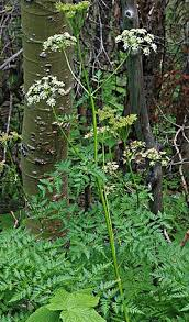 <p><em>Ligusticum porteri</em></p>