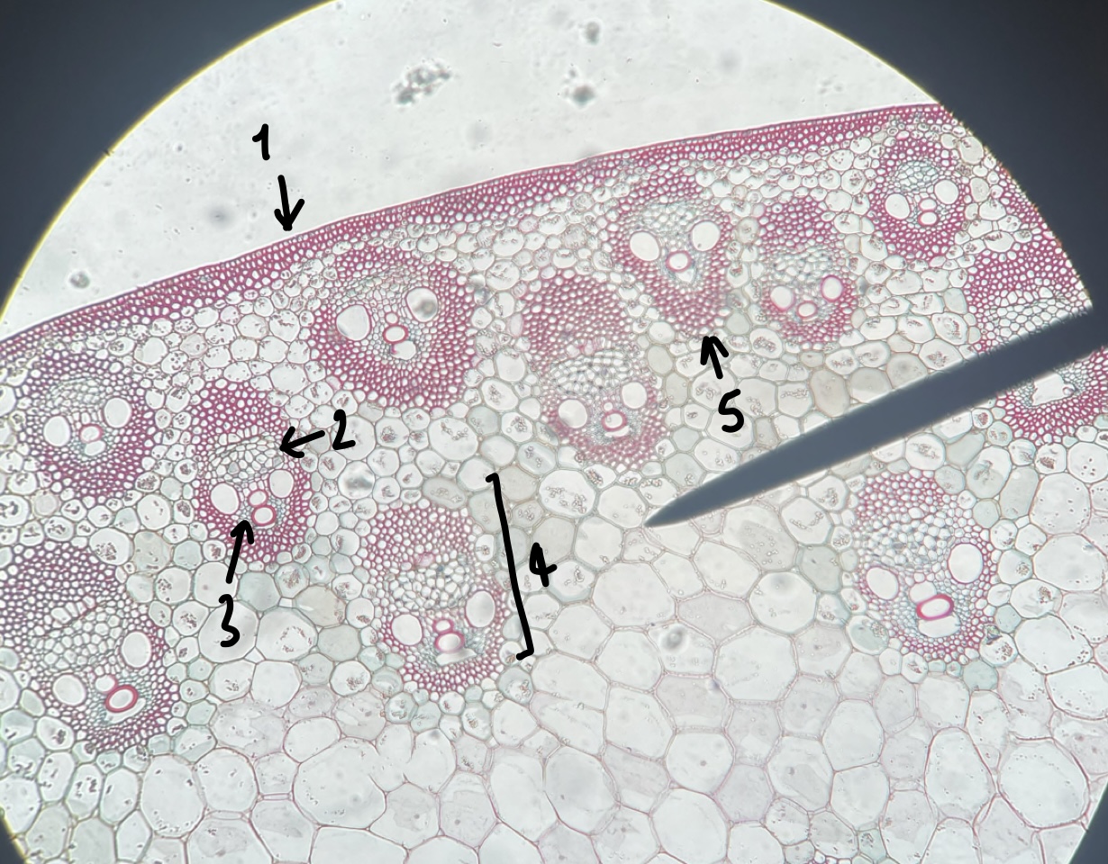 <p>name the structure in label 1</p>