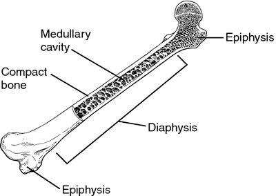 <ul><li><p>middle shaft of the bone/central part </p></li><li><p>Basically everything of the long bone except the ends/epiphysis and articular cartilage</p></li></ul><p></p>