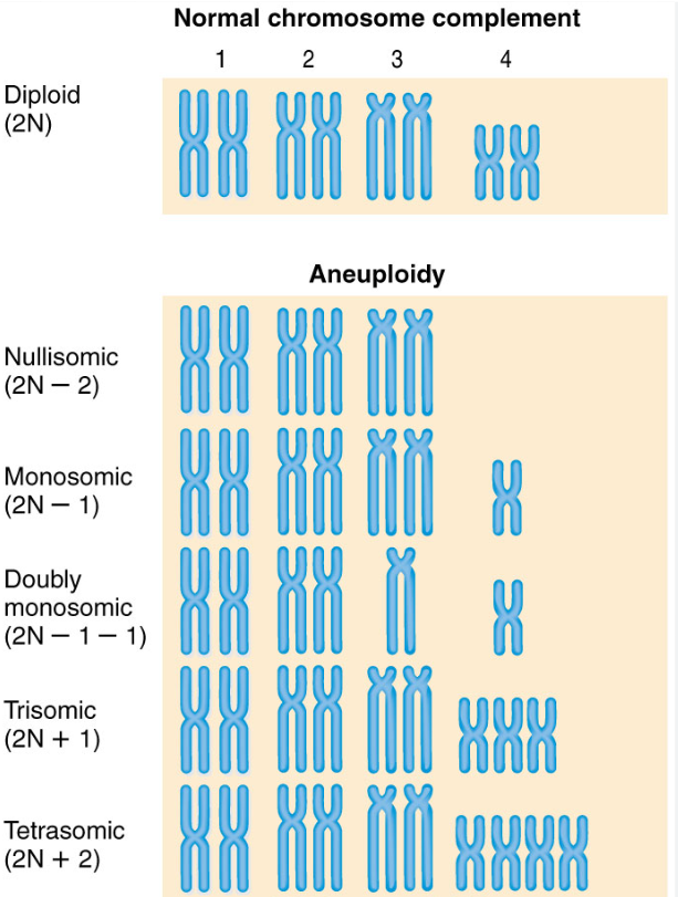 <p>Nullisomy: loss of both members of a homologous chromosome pair (2n-2)<br>Tetrasomy: gain of a homologous chromosome pair (2n+2)</p><p>Monosomy: loss of a single chromosome (2n-1)<br>Trisomy: gain of a single chromosome (2n+1)</p>