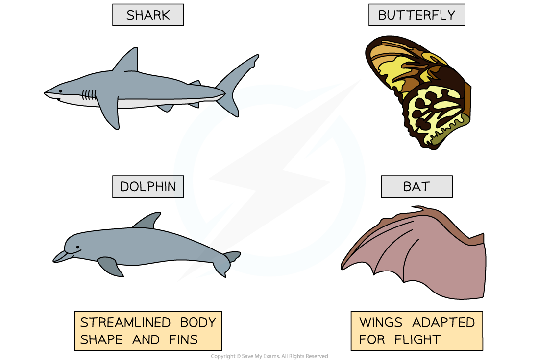 <p>are anatomical features that perform similar functions in different species but do not share a common evolutionary origin.</p>