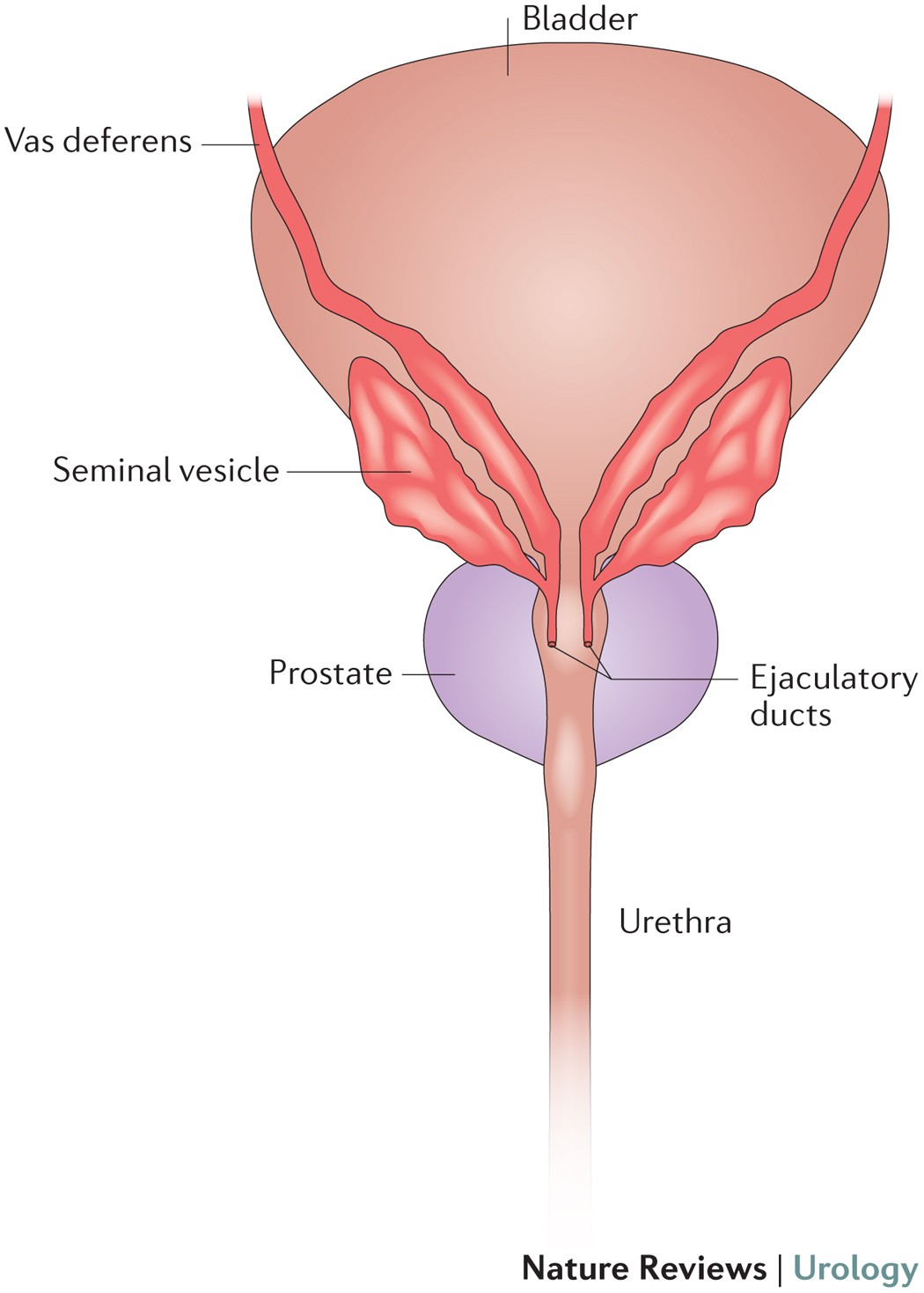 Two short tubes formed by the **vas deferens** and the **ducts of seminal vesicles** 

Pass through the prostate gland and enter the urethra 