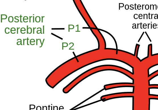 <p>Posterior cerebral artery</p>