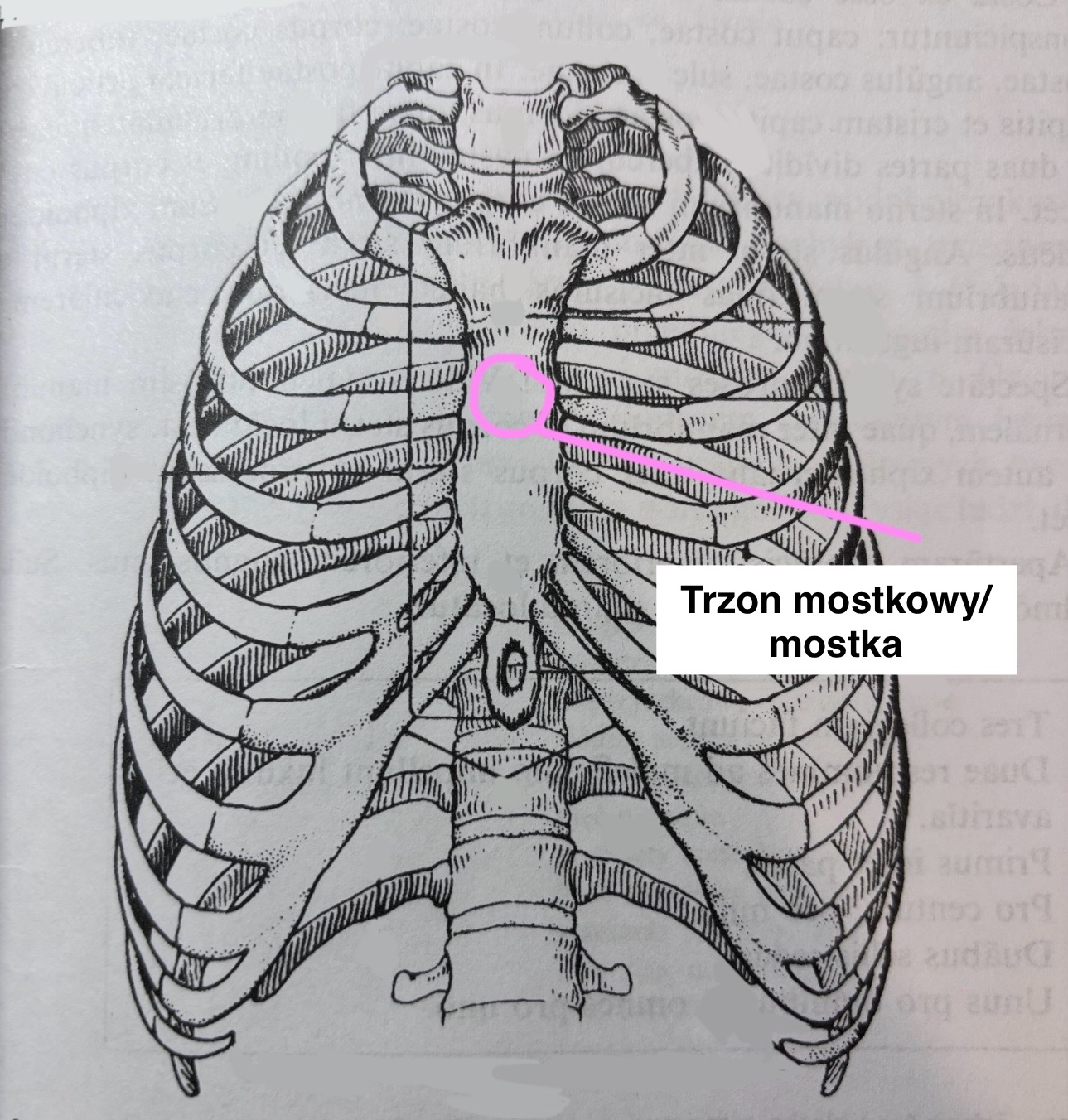 <p>Trzon mostkowy/mostka</p>