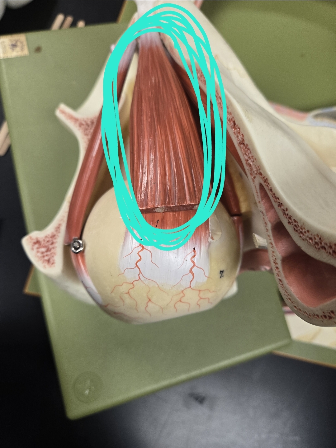 <p>Muscles that elevate the upper eyelid</p>