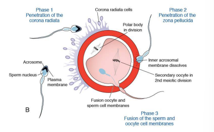 <p>1 - Sperm penetrates the corona radiata</p><p>2 - Release of acrosomal enzymes allows sperm to penetrate the zona pellucida</p><p>3 - Sperm penetration causes cortical granules to release their contents, rendering the zona pellucida impenetrable to others.</p><p>4 - DNA replication of male and female pronucleus that fuse to form a diploid zygote that initiates mitosis to form a 2-celled embryo</p>