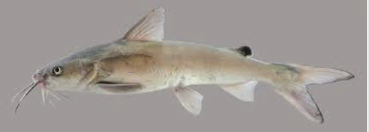 <p>Hardhead catfish, gafftopsail catfish</p>