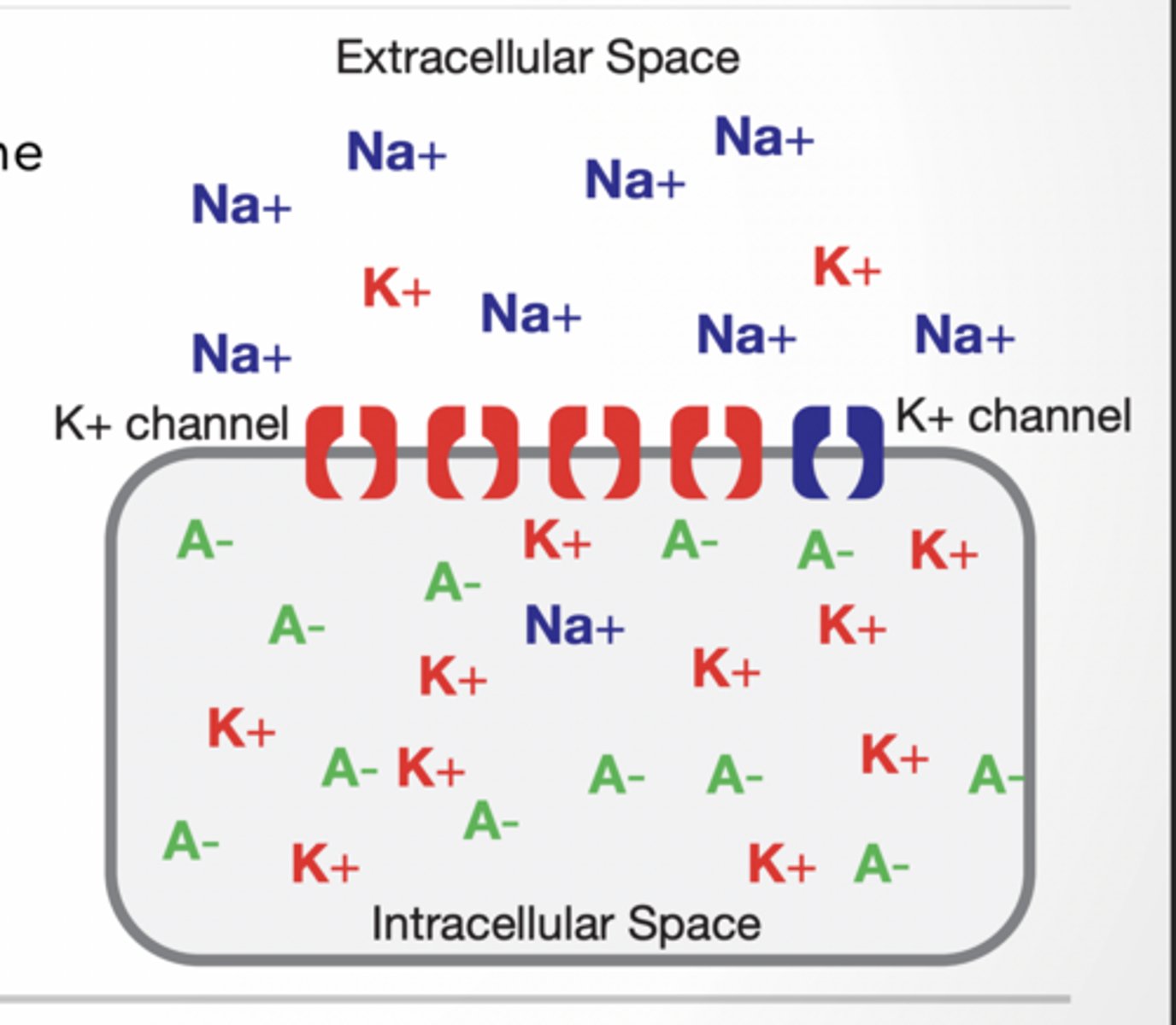 <p>REMEMBER All cells have an electrical potential difference across their plasma membrane. - Called a MEMBRANE POTENTIAL</p><p>• The cell's inside is negative relative to the outside.</p><p>• Sodium (Na+) potassium (K+) and large anions (A-) are important in maintaining the membrane potential.</p><p>Diffusion =high to low (Na+ diffuses into cell bc conc. is high outside)</p><p>Nerst equation (finally math ) RESTING POTENTIAL OF ONE ION</p><p>V = (RT/zF)*ln (Co/Ci) Co/Ci = concentration outside / inside</p><p>RESTING POTENTIAL IN NEURONS</p><p>Diffusion of K+ (and less Na+) leads to a separation of charges across the membrane, and the resting potential. - Remember: MANY K+ and very few Na+ channels, membrane permeability is 100x for K+ than Na+. - Movement of K+ increases the positive charge outside the membrane relative to the inside.</p><p>Thus an ELECTRICAL gradient is formed that can also influence ion flow.</p>
