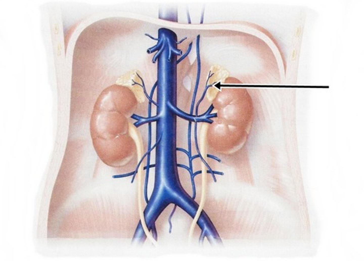 <p>dumps into left renal vein</p>