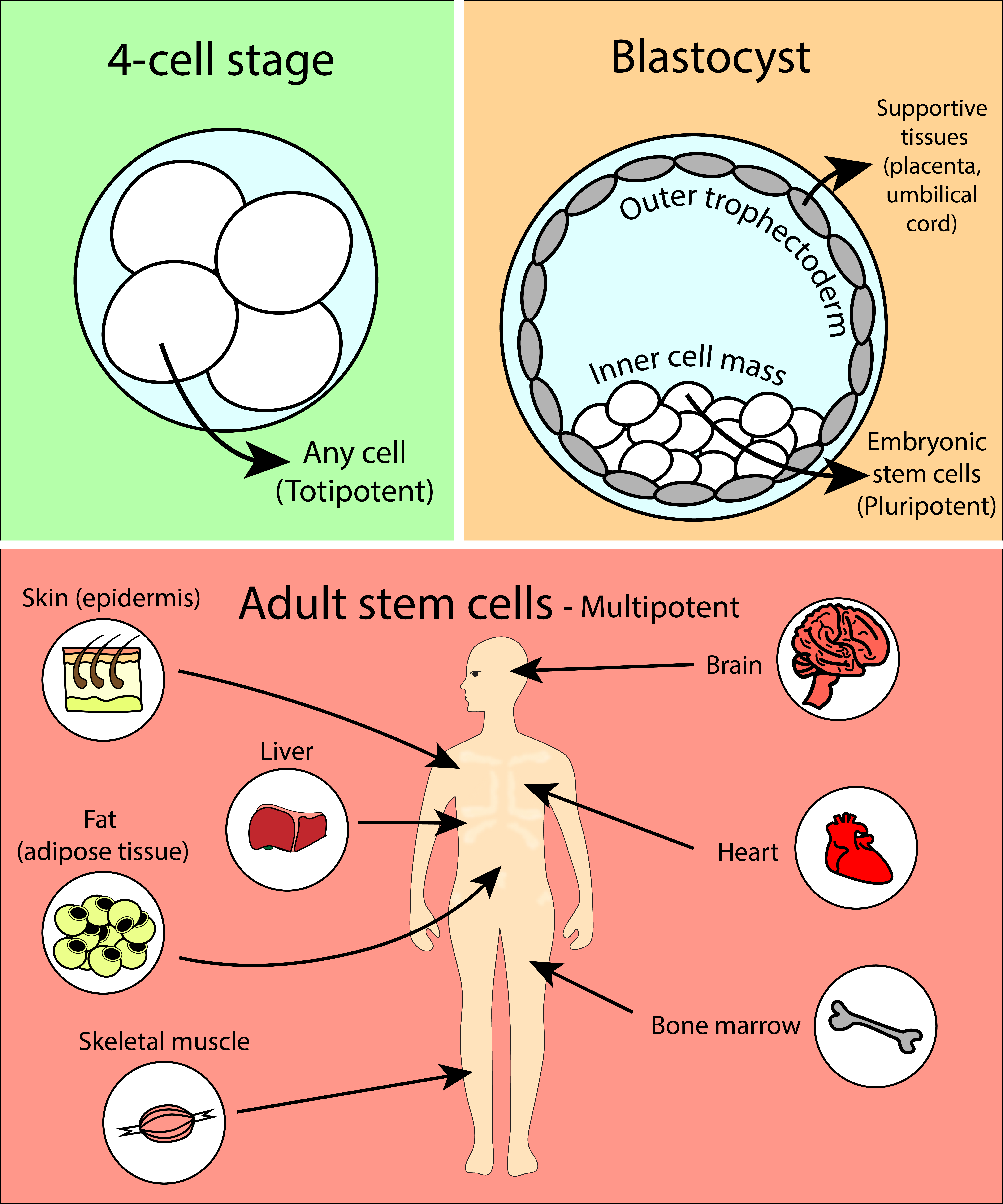 <p>Stem cells are unspecialized cells capable of developing into various cell types, playing a key role in growth, tissue repair, and replacing damaged cells.</p>