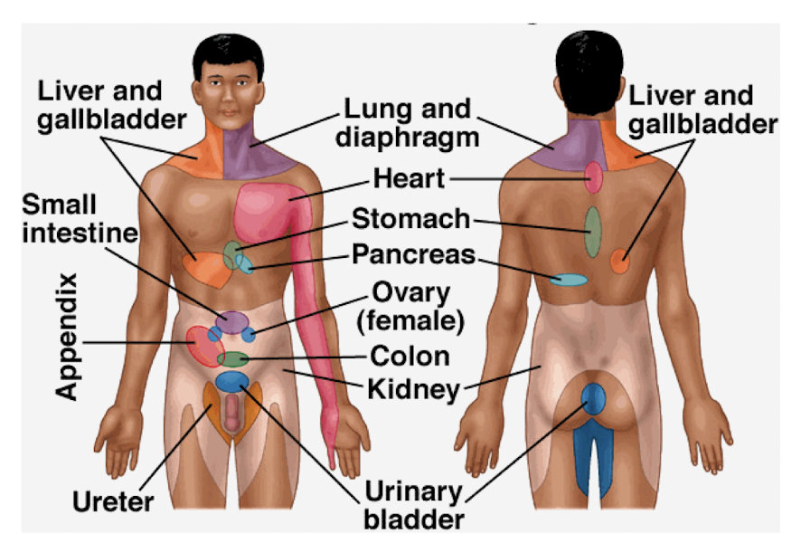 <p>Referred Pain in Abdomen:</p><ul><li><p>Referred pain in the abdomen is usually felt where?</p><ul><li><p>Which are innervated at approximately where?</p></li></ul></li><li><p>T/F: Often NOT the same as the initial site of pain</p></li><li><p>Referred pain in abdomen becomes more ____ and travels as the ___ ___ gets worse.</p></li><li><p>May be referred to the abdomen from what 3 structures? </p></li></ul><p></p>
