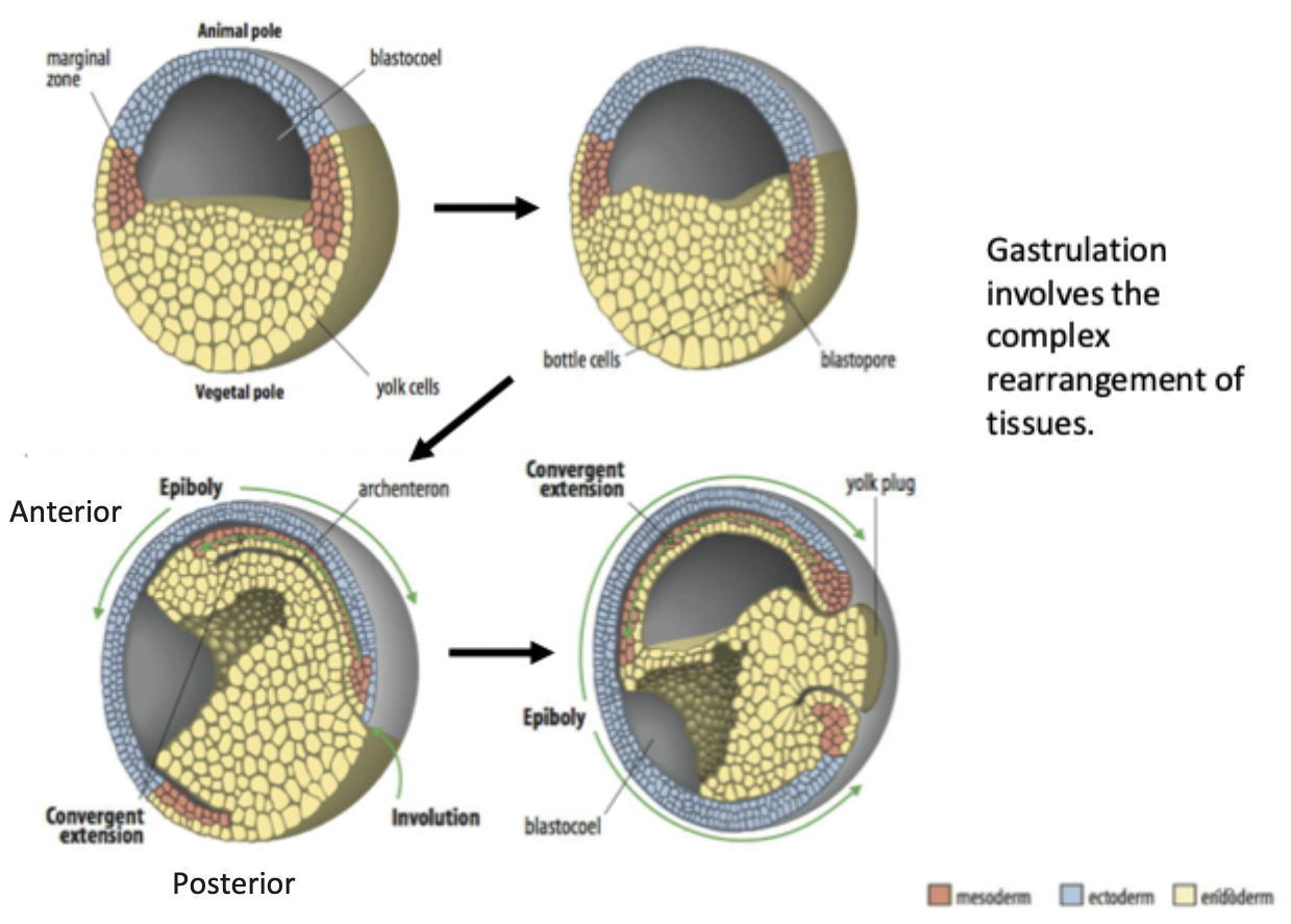<ul><li><p>Ectoderm: neurons, glia, epidermis + pigment cells. </p></li><li><p>Mesoderm: muscle, cartilage, bone, dermis, kidney, heart, blood. </p></li><li><p>Endoderm: lungs, gut, giblets etc. </p></li></ul><p></p>