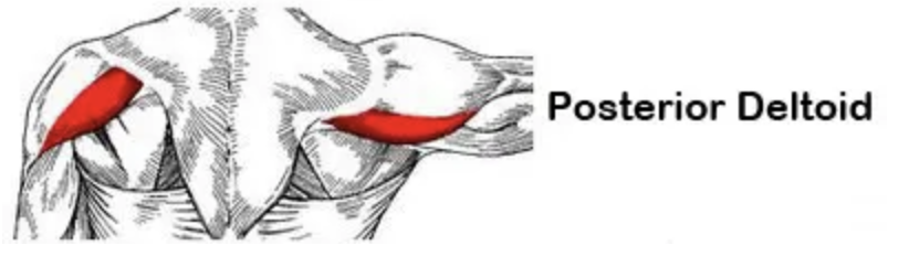 <p>Action: Shoulder extension, external rotation</p><p>Origin: Spine of scapula</p><p>Insertion: Deltoid tuberosity (humerus)</p><p>Innervation: Axillary nerve C5-6</p>