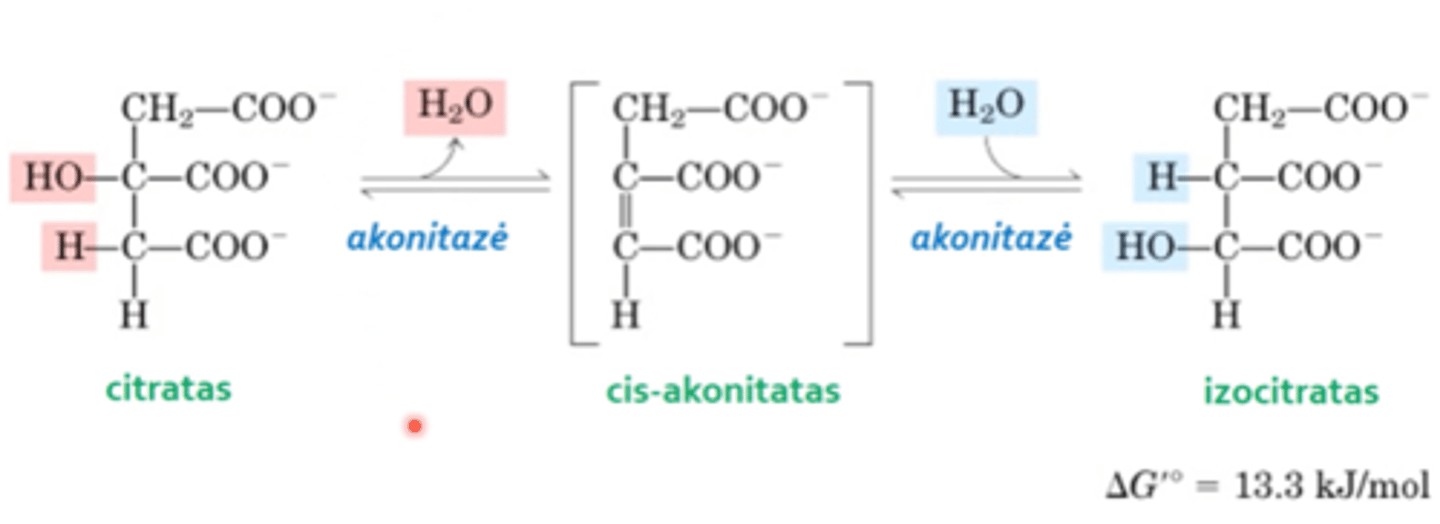 <p>2 reakcija. Apima tarpinio metabolito cis-akonitato susidarymą, vandens molekulė pirmiausia yra, vėliau ji vėl yra prijungiama dėka to paties fermento ir vyksta izomerizacijos reakcija. Citratas virsta izocitratu, vienas nuo kito jie skiriasi vidumolekulinių grupių išsidėstymu.</p>