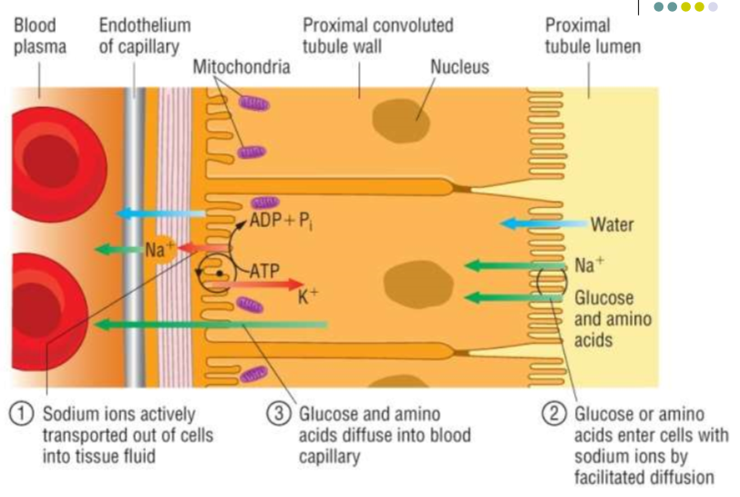 <ul><li><p><strong>Sodium-potassium pumps</strong> in the <strong>basal membranes </strong>(side facing the capillaries) of pCT epithelium cells <strong>actively </strong>transport <strong>Na+ ions into the blood</strong></p></li><li><p>This lowers their concentration inside the cells, maintaining a <strong>concentration gradient</strong></p></li><li><p>This gradient causes Na+ ions in the filtrate to <strong>diffuse</strong> through the <strong>luminal membranes</strong> (side facing the pCT lumen) <strong>into the epithelium cells</strong></p></li><li><p>They can only diffuse in through<strong> co-transporter proteins</strong>, transporting another solute (eg. <strong>glucose/an amino acid</strong>) at the same time</p></li><li><p>The solutes can then <strong>diffuse </strong>into the capillaries through <strong>transport proteins in the basal membranes</strong></p></li></ul><p></p><p>The filtrate at the end of the pCT contains no glucose, amino acids or vitamins, and about 85% of the water and Cl- ions are passively reabsorbed</p>