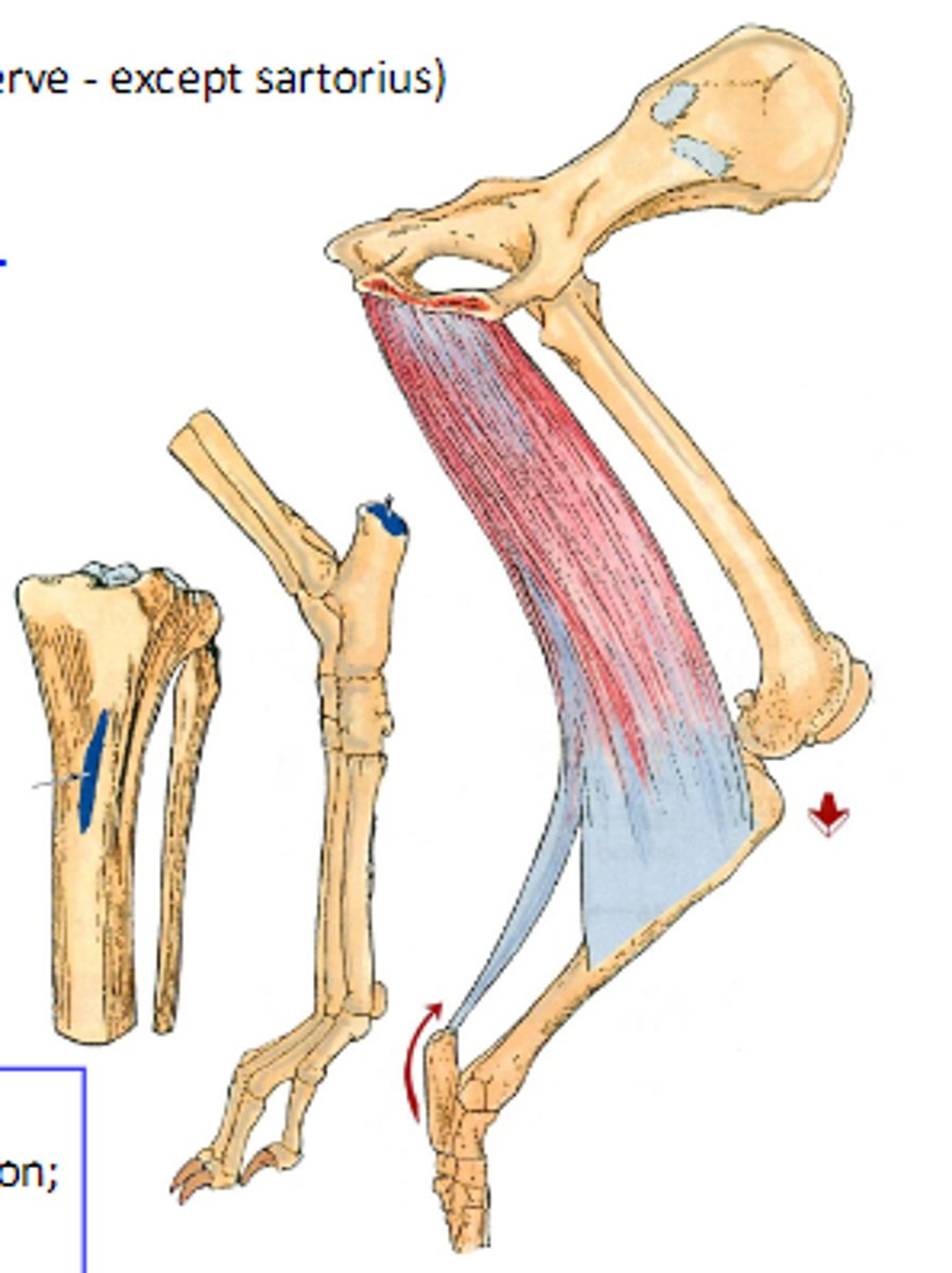 <p>Action of gracilis:</p>