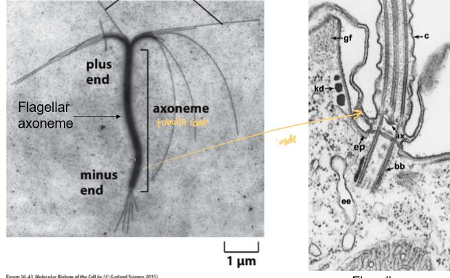 <p>A parallel bundle of microtubules with similar polarity.</p><p>The starting point of cilia and flagella</p>