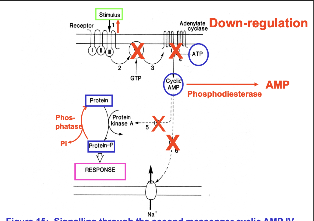 <ol><li><p>No adrenaline, no conf III change, no G protein activation no cAMP made</p></li><li><p>Need to break down cAMP</p><ul><li><p>phosphodiesterase→ AMP</p></li></ul></li><li><p>Need to rephosphorylate the Protein-P</p><ul><li><p>Use phosphatase</p></li></ul></li><li><p>Na+ needs to be pumped back out</p></li></ol><p></p>