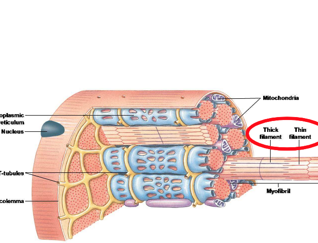 <p>The long, thin filament of a muscle fibre is made up of⦠</p>