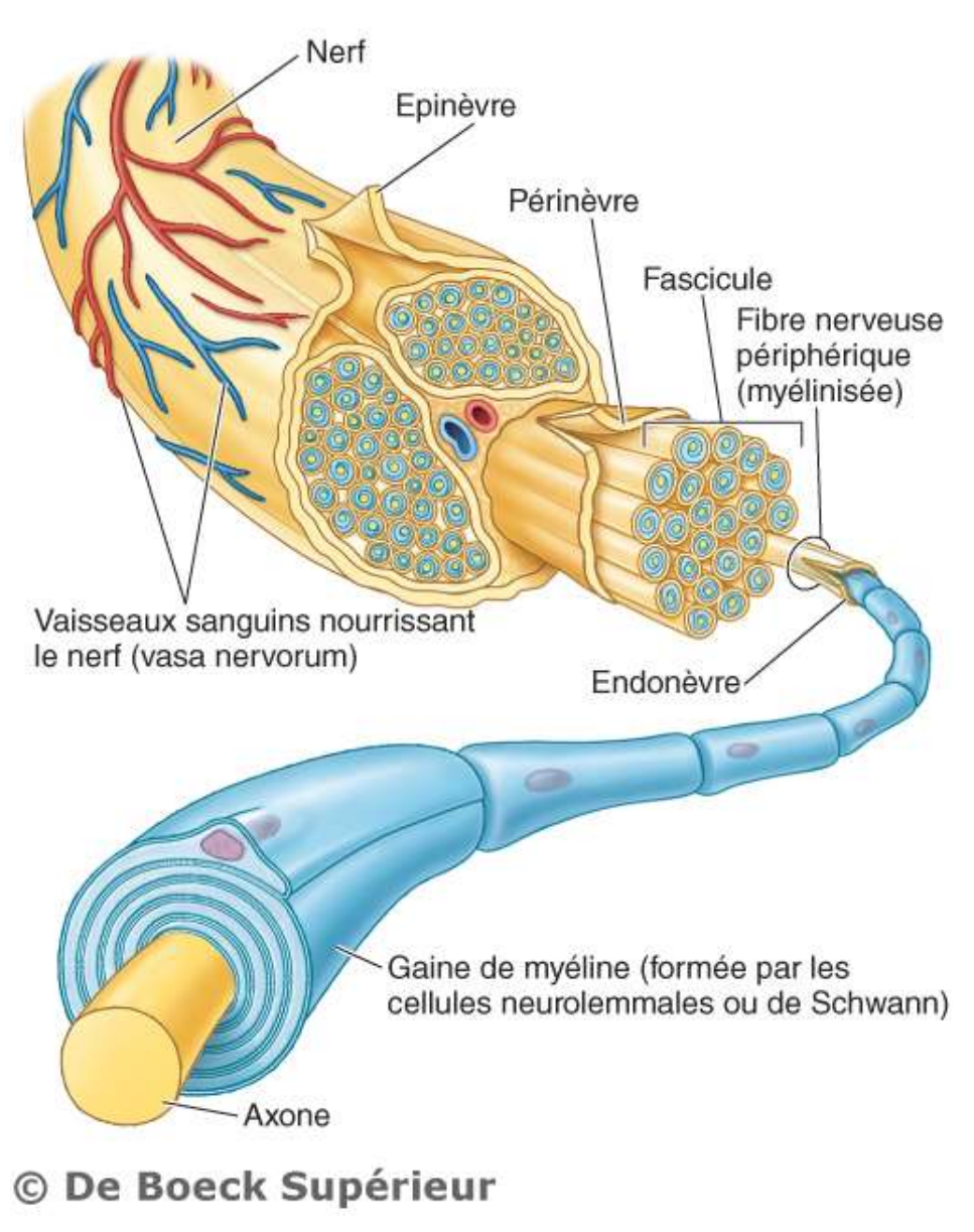 <p>Epinèvre</p><p>Périnèvre</p><p>Fascicule</p><p>Fibre nerveuse</p><p>Endonèvre</p><p>Gaine de myéline</p><p>Axone</p>