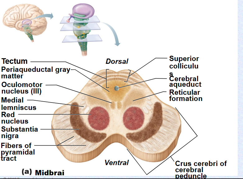 <p>(Periaqueductal gray matter)&nbsp;</p>
