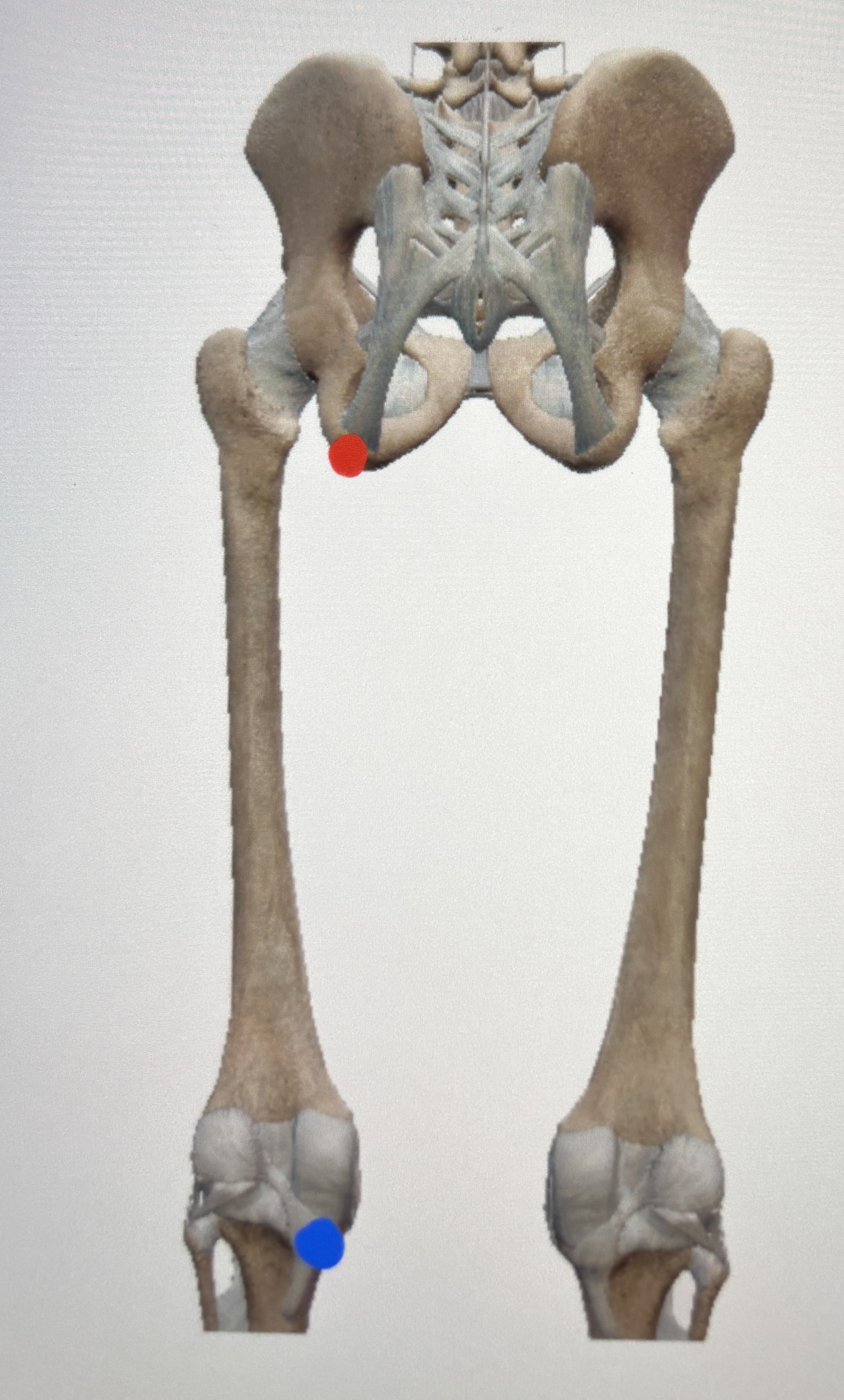 <p>What this muscle </p>