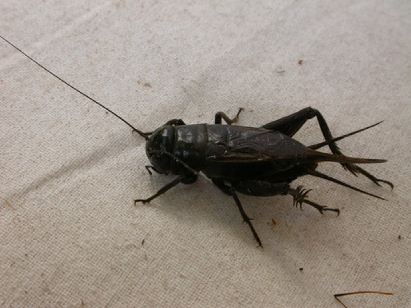 <p>Cerci +</p><p>Ovipositor</p>