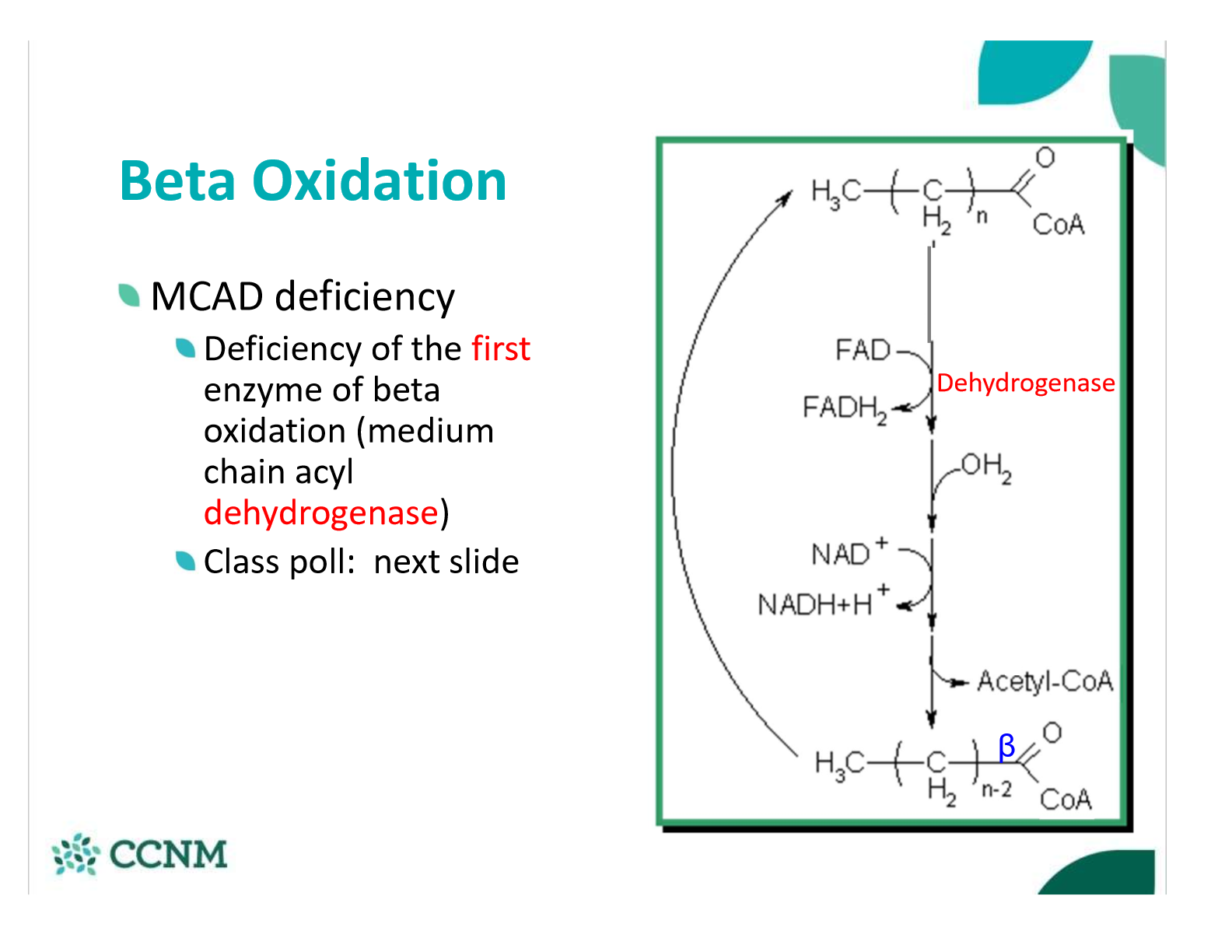 <ul><li><p>can’t break down fatty acids&nbsp;</p></li></ul><p></p>