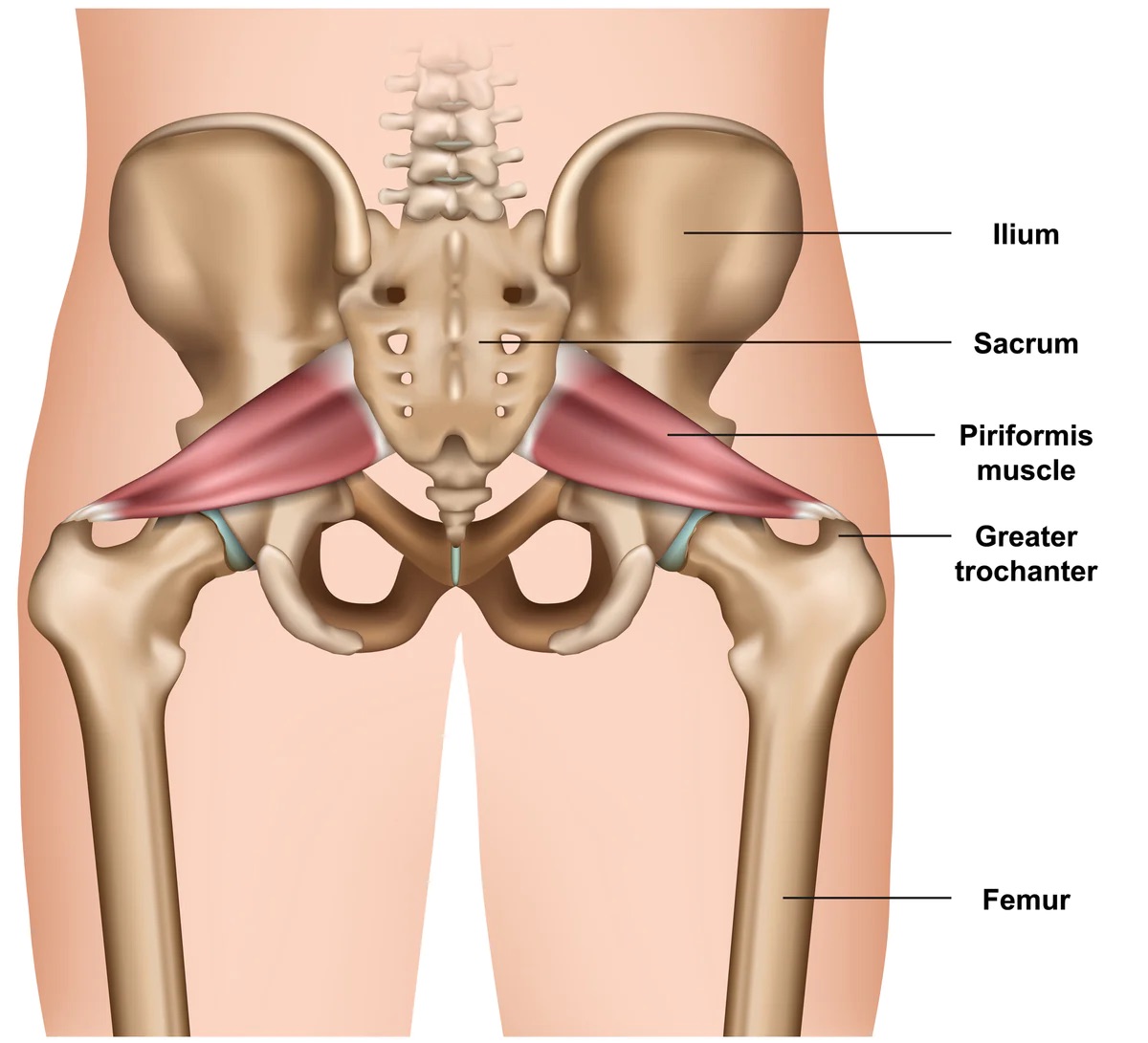 Origin: sacrum

Insertion: greater trochanter of femur

Action: laterally rotates thigh